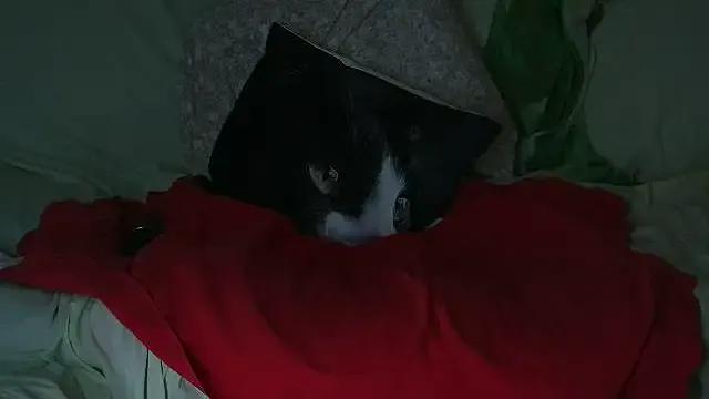 VeneRed on StripChat 